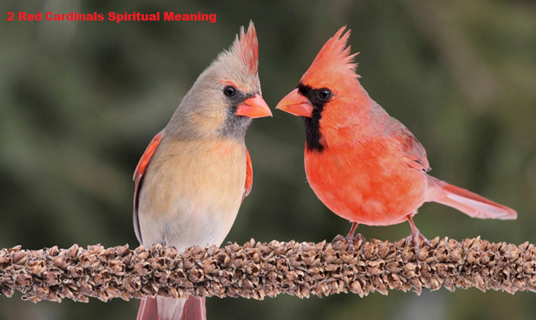 2 Red Cardinals Spiritual Meaning
