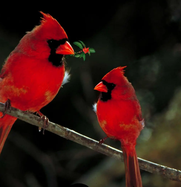 How to Interpret and Respond to 2 Red Birds' Spiritual Meaning?