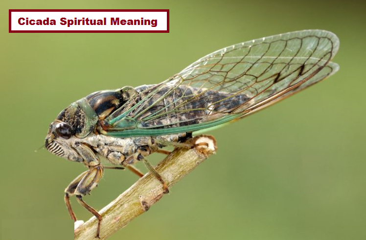 Cicada Spiritual Meaning
