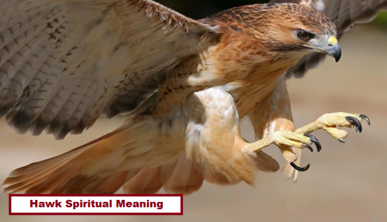 Hawk Spiritual Meaning