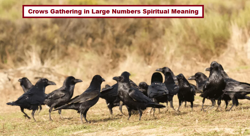 Corvos reunidos en gran número Significado espiritual
