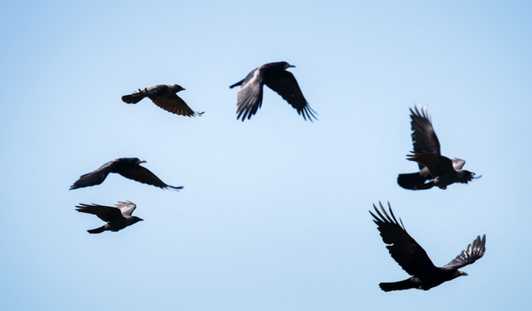 Crows Flying Overhead Meaning