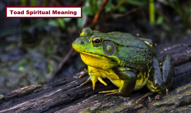 Toad Spiritual Meaning
