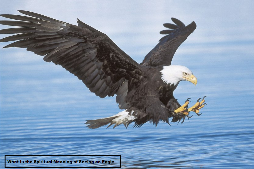 What Is the Spiritual Meaning of Seeing an Eagle
