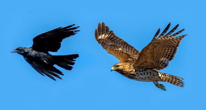 Spiritual Meaning of Hawk and Crow Together