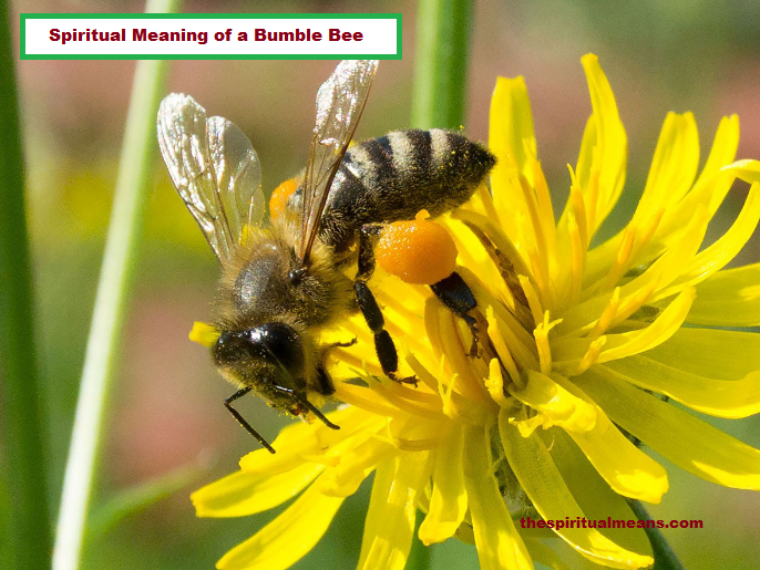 Spiritual Meaning of a Bumble Bee