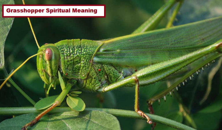 Græshoppe åndelig betydning