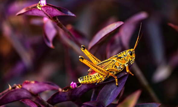 Hvilke forskellige farver græshopper symboliserer