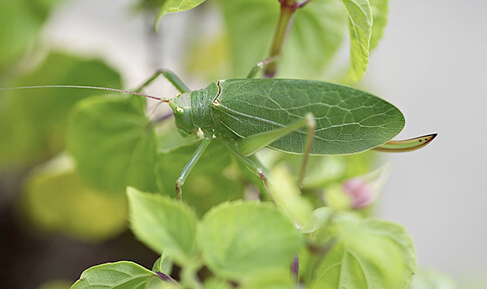 Green Grasshopper Meaning Pregnancy