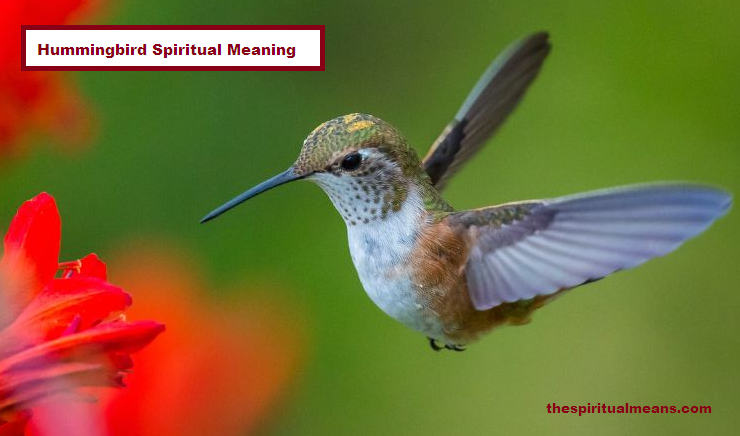 Hummingbird Spiritual Meaning
