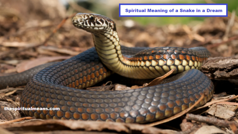 Geestelike betekenis van 'n slang in 'n droom