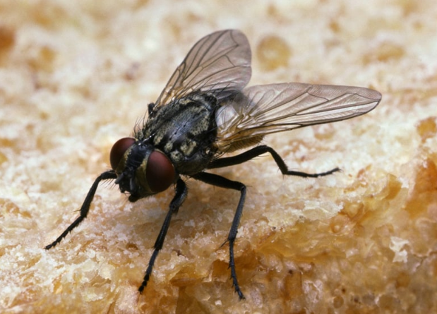Large Black Flies in House Meaning