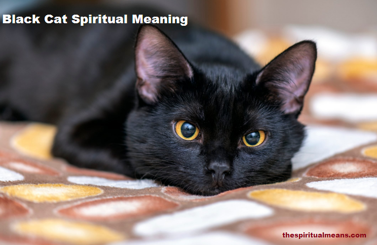 Black Cat Spiritual Meaning

