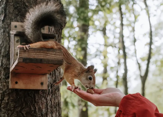 Squirrel Spirit Animal, Totem Animal, and Power Animal