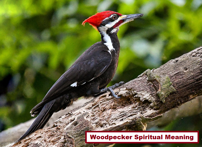 Woodpecker Spiritual Meaning
