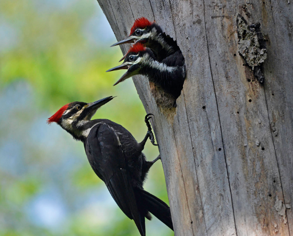 Woodpecker Meanings and Messages