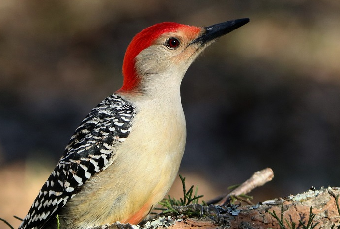 Woodpecker Mythology and Folklore
