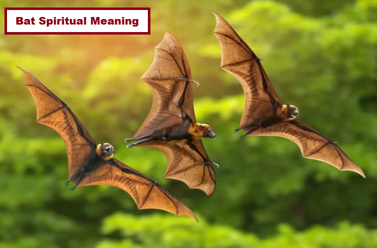Bat Spiritual Meaning
