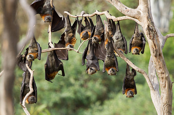 Bat Conservation and Environmental Significance