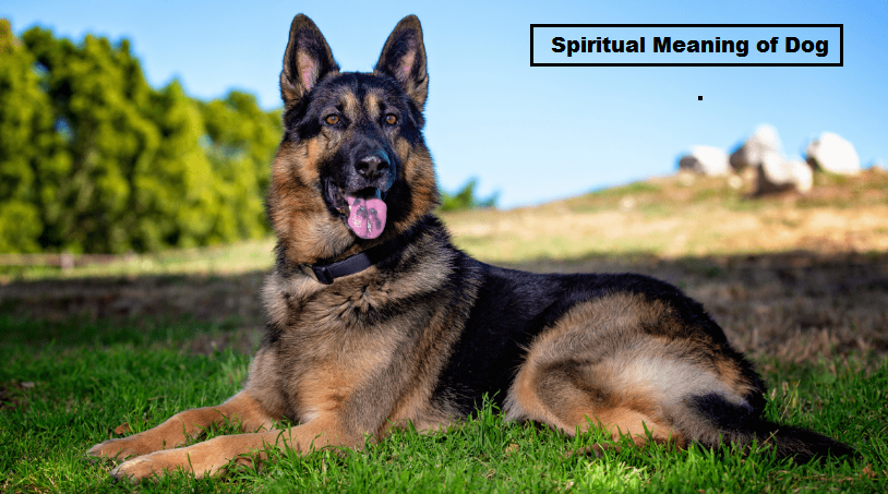 Spirituelle Bedeutung des Hundes
