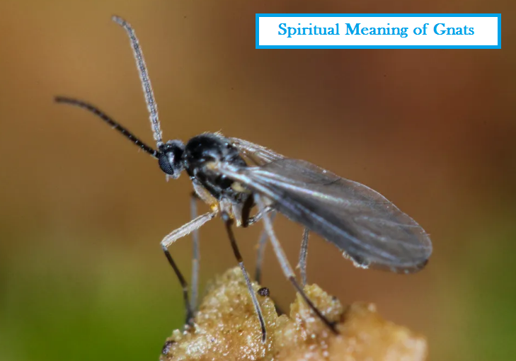 Andlig betydelse av myggor
