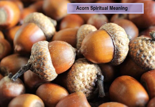 Acorn Spiritual Meaning