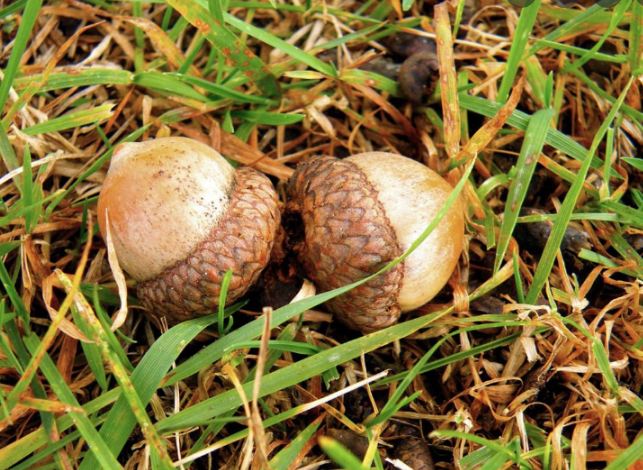 Acorn is a Symbol of Fertility and Maturity