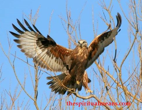 Alternatives to the Red-Tailed Hawk