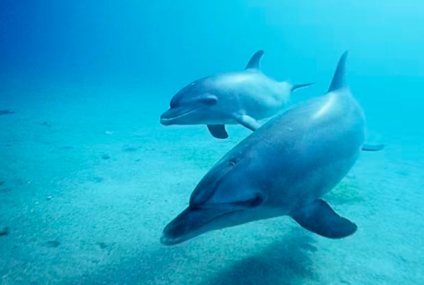 Animal Spirit of Dolphin