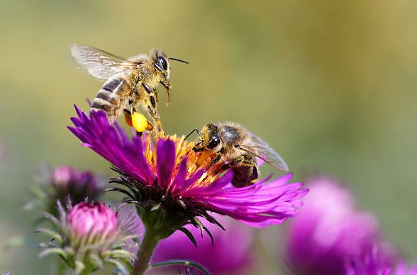 Are Bees Around Me A Good Spiritual Sign?