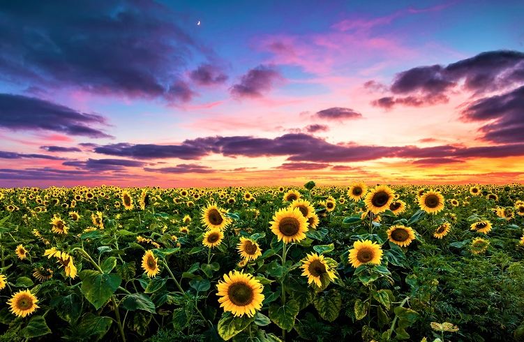 Are there different colors of sunflowers and what do they mean?
