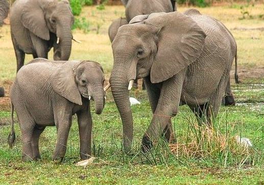 Baby Elephants in Dreams