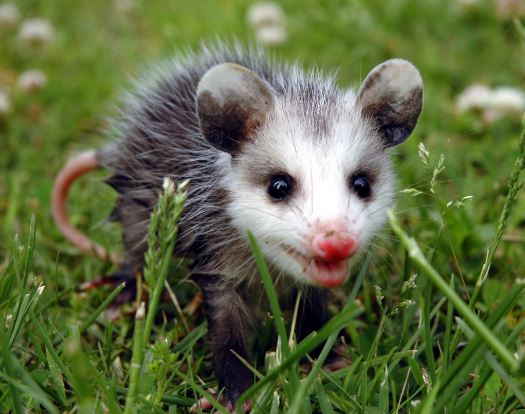 Baby Possums Spiritual Meaning