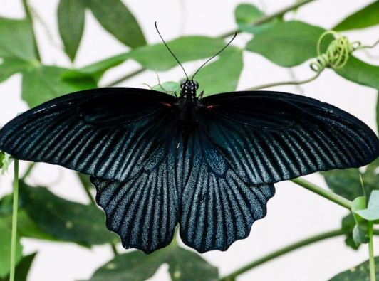 Big Black Butterfly Meaning