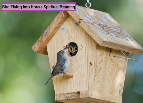 Paxaro voando na casa Significado espiritual