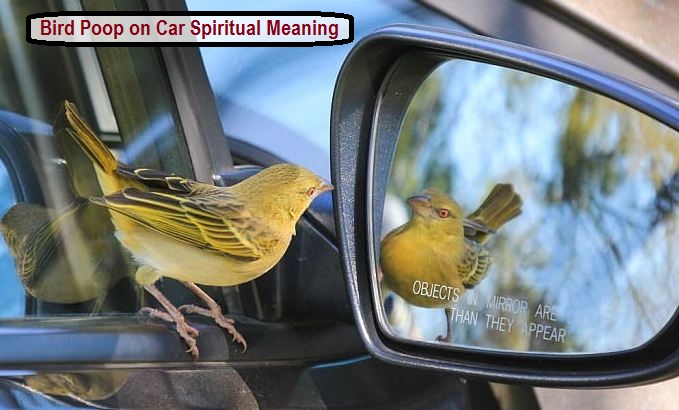 Птичи изпражнения на кола Духовно значение