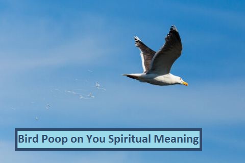 Bird Poop on You Spiritual Meaning