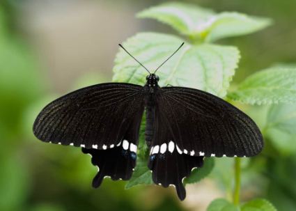Black Butterfly Meaning In The Bible