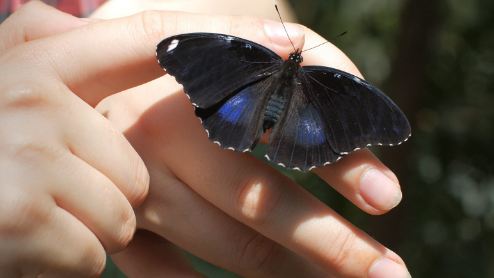 Black Butterfly Spiritual Intsingiselo Uthando
