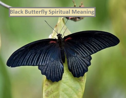 Black Butterfly Spiritual Meaning