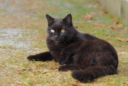 Black Cats in Mystery and Protection