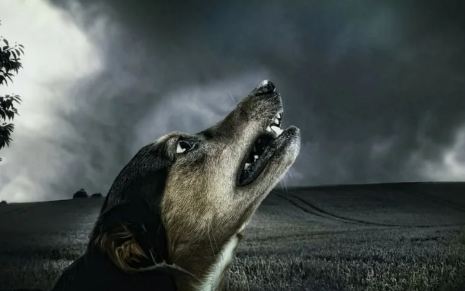 Black Dog Crying at Night Spiritual Meaning