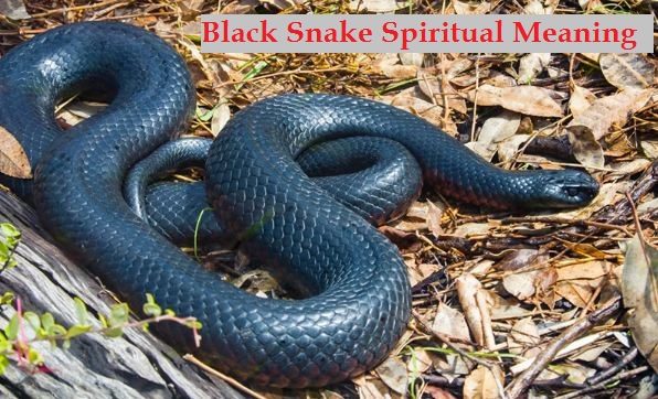 Spirituelle Bedeutung der schwarzen Schlange
