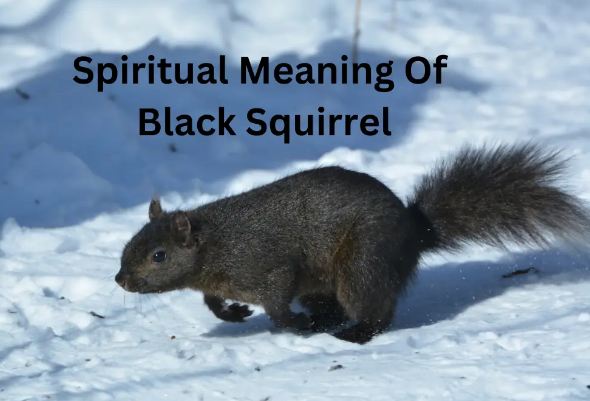Spirituelle Bedeutung des schwarzen Eichhörnchens