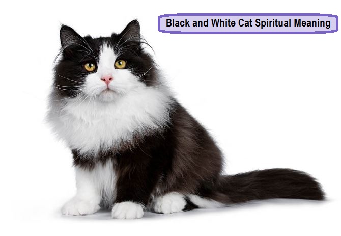 Black and White Cat Esanahi espirituala