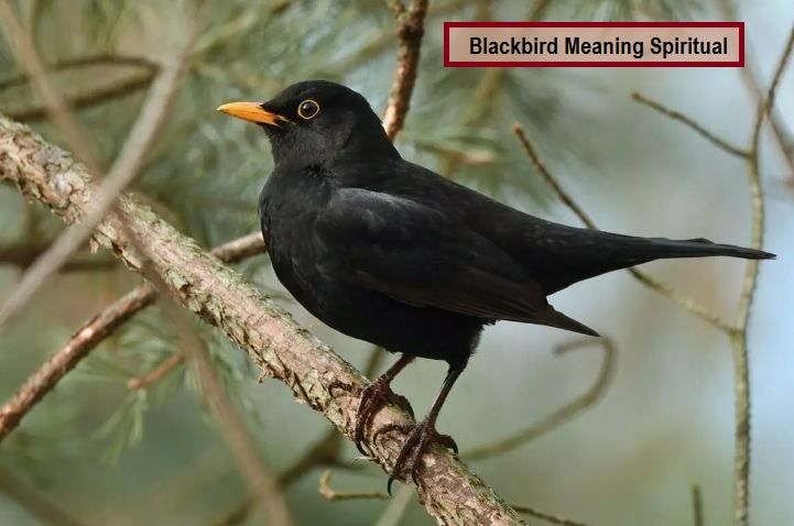 Blackbird Meaning Spiritual