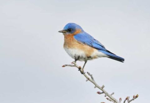 Blue Bird Prophetic Meaning
