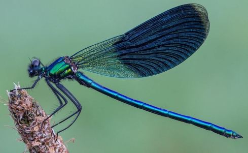 Blue Dragonfly Dream Meaning
