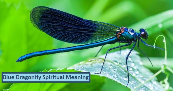 Blue Dragonfly Spiritual Meaning