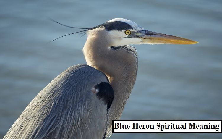 Blue Heron Spiritual Meaning